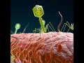 How Bacteriophage T4 attacking on E-coli