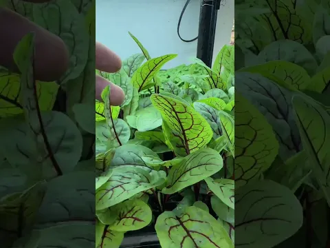 Cultivo  brotes  en casa : girasol  , rábano , brócoli , mostaza ….