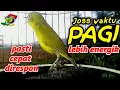 Download Lagu Ciak Ciak Joss Kecial Kuning Pagi Hari Bikin Kecial Kuning Malas Bunyi Cepat Joss Gacor