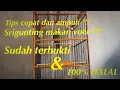Download Lagu Rawatan Srigunting abu-abu || Srigunting Anda Susah Makan Voer ? Ikuti Tips Ini !!!