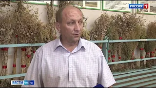 В Омске пора цветения борщевика
