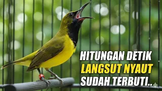 pancingan sogon bisu akan nyaut terpancing emosi