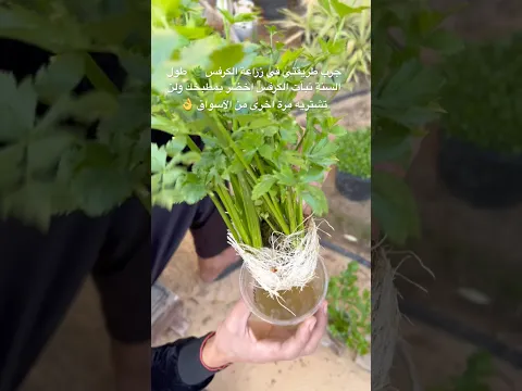 جرب طريقتي في زراعة الكرفس 🌿 طول السنة نبات الكرفس اخضر بمطبخك ولن تشتريه مرة اخرى من الآسواق 👌
