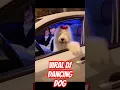 DJ dancing dog going viral #china #pets #pet #dance #dj