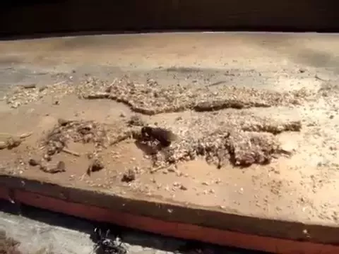 Carpenter Ant Attack  !