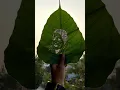 Download Lagu Sindhutai  Sapkal | Leaf Art | Whatsapp Status | Maharashtra  | Motivational Quotes Sindhutai Sapkal