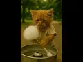 Download Lagu Kucing Sukses Karna Kerja Kerasnya #video #kucing #shortvideo #shorts