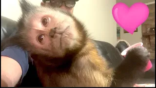 Monkey Birthday Party! Happy Birthday MonkeyMeela!