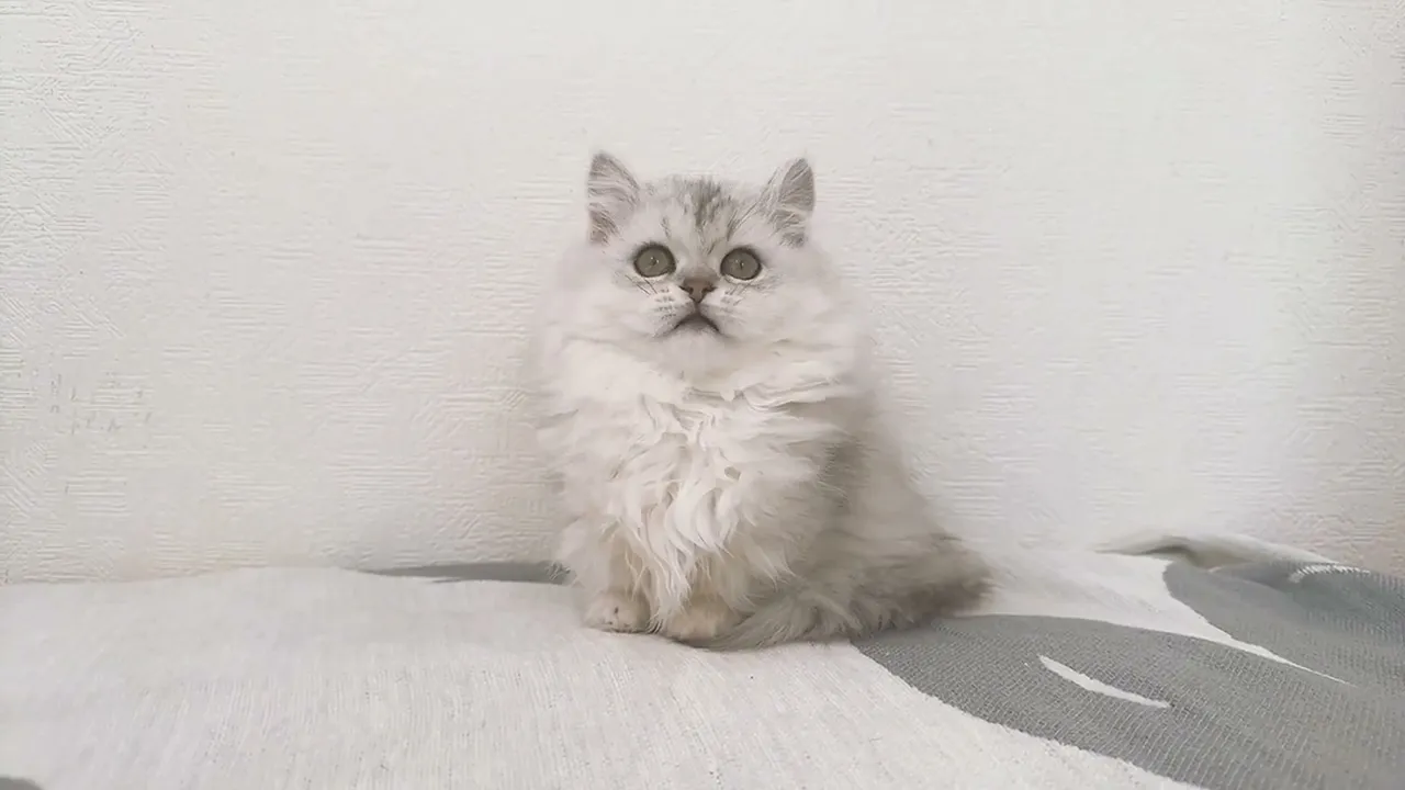 動画
