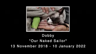 We lost our baby boy! We lost our brave sailor! Sailing Ocean Fox Ep199