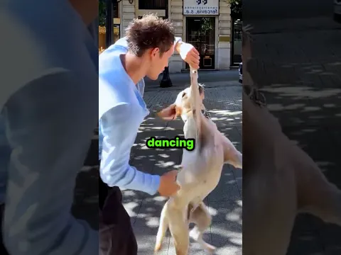 Dogs Obsessed With Dancing 🐕