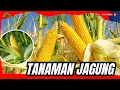 Lagu CARA TANAM JAGUNG TANPA OLAH TANAH