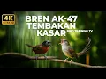 Lagu 🔴 Live Masteran Ciblek Kristal Bren Ak-47 vs Tepus Kepala Abu Abu Gacor Panjang