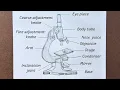 Microscope Drawing Easy Step by Step Compound Microscope Diagram Class 12 Biology