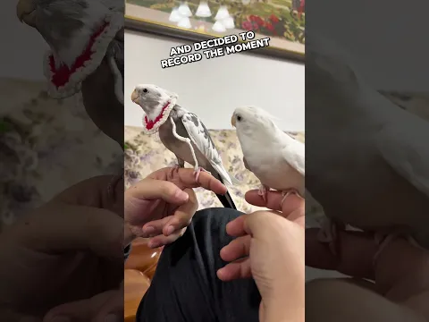 She caught her cockatiels singing in perfect sync 🐦