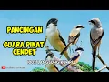 Download Lagu SUARA PIKAT BURUNG CENDET/PENTET/TOED || PANCINGAN CENDET LIAR.