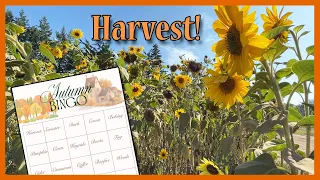 Autumn Bingo Vlog - Harvest