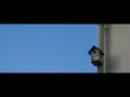 mésange