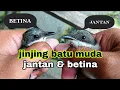 Download Lagu PERBEDAAN BURUNG JINJING BATU MUDA JANTAN \u0026 BETINA | JINJING BATU GACOR | JINJING TULAK GACOR