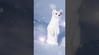 blue ferret