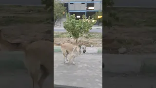 سروصدای الکی بلفی و گروه با سگهای لات سر محله گروه شیتزو بلفی سگ  سروصدای الکی بلفی و گروه با سگهای لات سر محله گروه شیتزو بلفی سگ