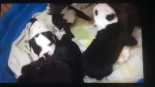 Old English Bulldog Puppies Sale in Hendersonville TN