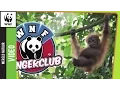 Download Lagu De orang-oetang maakt elke avond een bed van bladeren (en nog meer feitjes over deze mensapen)
