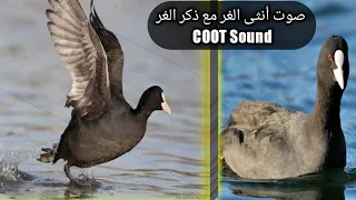 صوت أنثى الغر مع ذكر الغر Coot Sound 