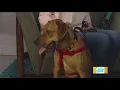 Idaho Today The Latest Adoptable Pet with Idaho Humane Society