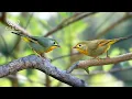 Lagu Beautiful Singing Birds | Bird Sounds for Sleep \u0026 Relaxation | Calming Birds Chirping Ambience