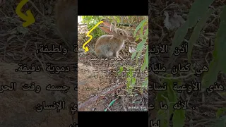 أذن الأرنب مش بس شكلها لطيف بس كمان فيها شرايين دقيقة Explore معلومات اكسبلور أرنب ترند 