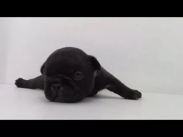 動画