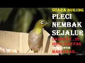 Download Lagu Pleci nembak sejalur
