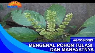 agrobusiness getting to know the tulasi tree and its benefits