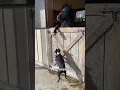 Download Lagu Funny dog videos#dogs#dogs#dogslover #dogshorts #funnydogs#youtubeshorts#tyf
