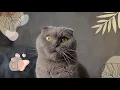 9LIVES (BLACK CAT) - KOE WETZEL | SONG   LYRICS