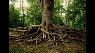 the rhizosphere an interaction between plant roots and soil biology
