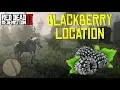 Red Dead Redemption 2 - Another Blackberry Location RDR2
