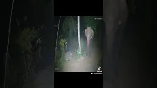 Elephant Attack In Sri Lanka Viral Mahiyanganaya Elephantattack 