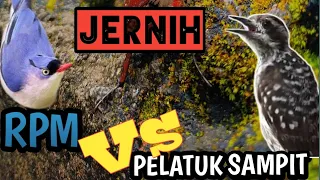 masteran pelatuk sampit rambatan jernih