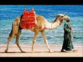 Mahmoud El Leisy    SOUA EL BANAT