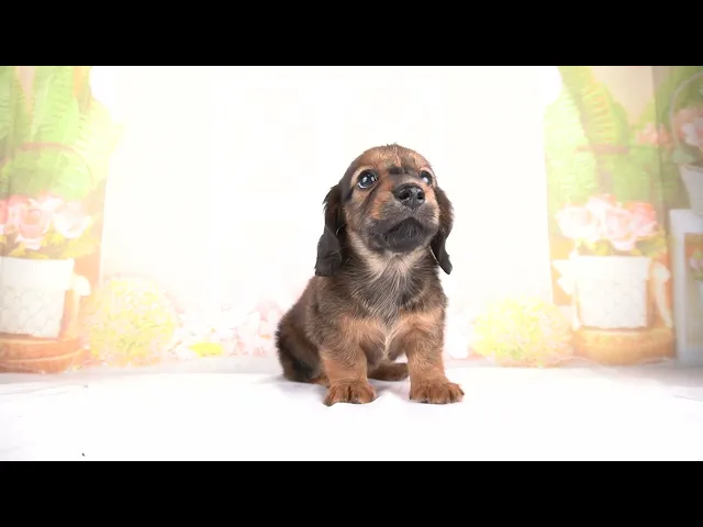 動画