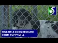 Poodle doodle mixes rescued from puppy mill taken to Midland Co