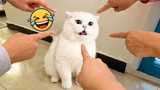 😂 Try Not to Laugh! Funniest Cats and Dogs of 2026 🐱🐶