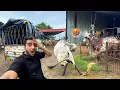 Download Lagu Arjun Vs Bheem Bull🤬⚔️Arjun Bull Aa Gaya😱