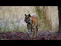 61 Bukhara deer released into Kazakhstan's Ile-Balkhash Reserve | WWF Tigers Alive