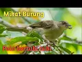 Download Lagu Cara memikat burung dengan beras ketan dan poin Mp3 dengan Tubi