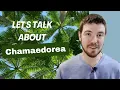 Let s Talk about Chamaedorea Parlor Palm