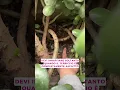 Download Lagu RAPIDI CONSIGLI PER IL TUO ALBERO DI GIADA PER UNA CRESCITA VELOCE E SANA #gardening #shorts #viral