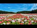 thousand roses ពិរោះ